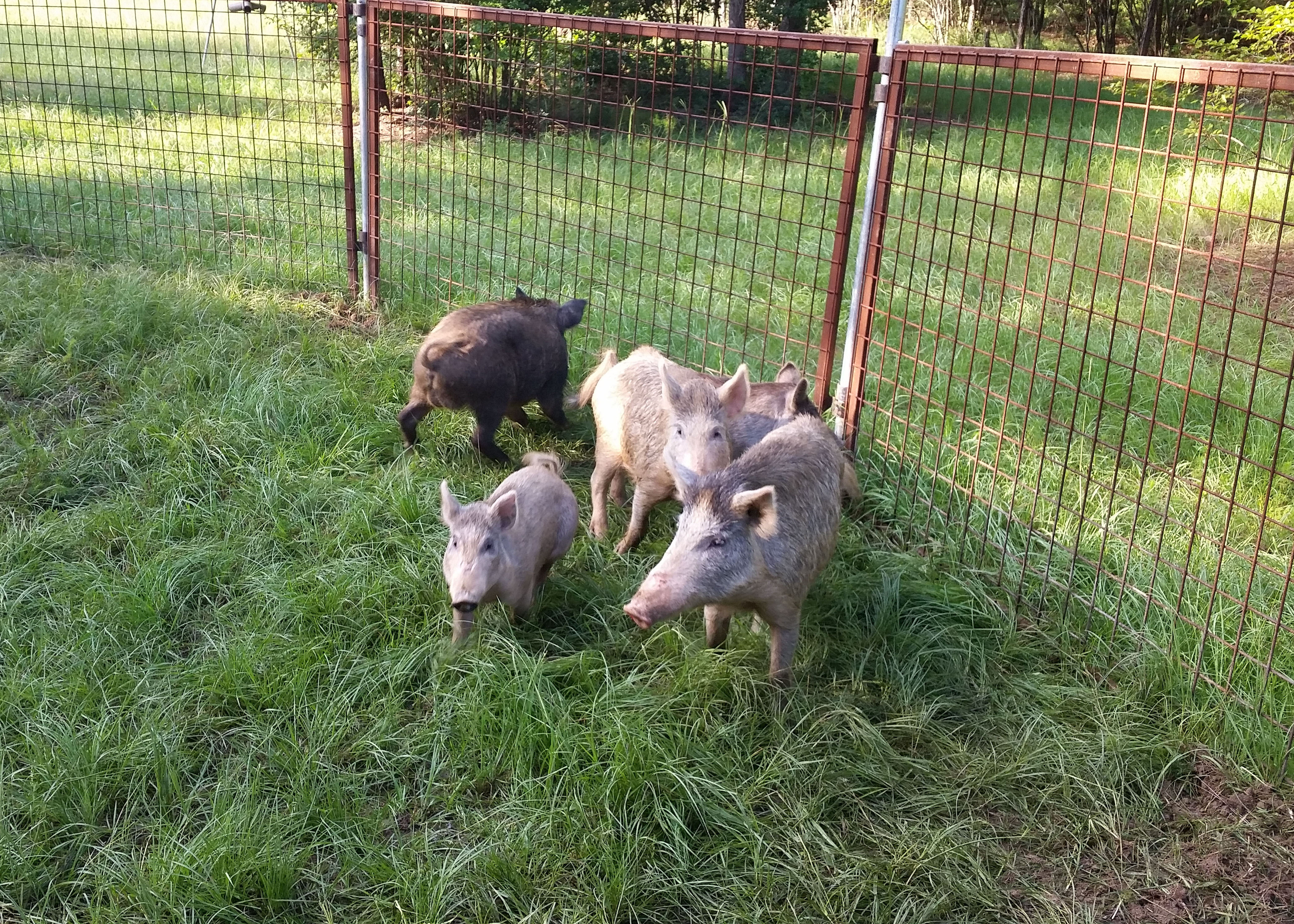 Different strategies show promise to control feral hogs